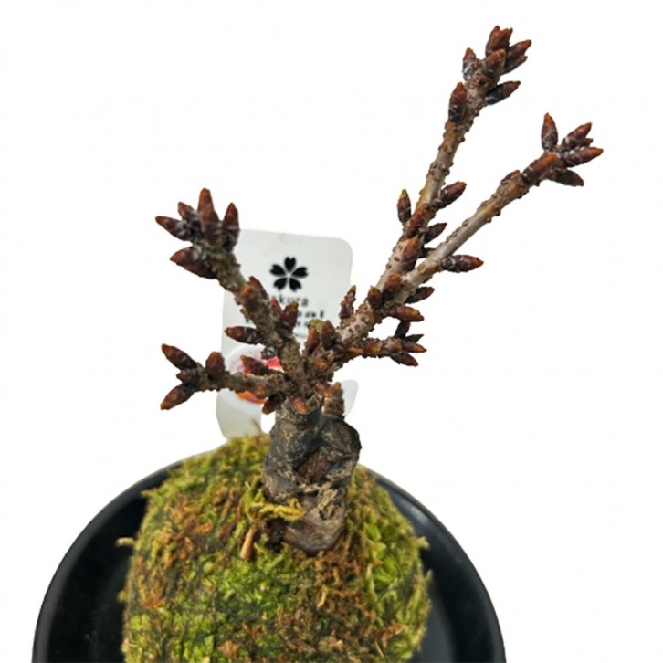 Moss Ball Sakura 旭山樱 Asahiyamasakura (JAPAN)