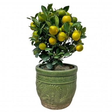 PREMIUM Kumquat TABLETOP 四季桔 Four Season Lime