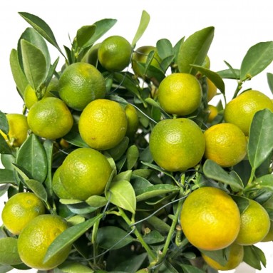 PREMIUM Kumquat TABLETOP 四季桔 Four Season Lime