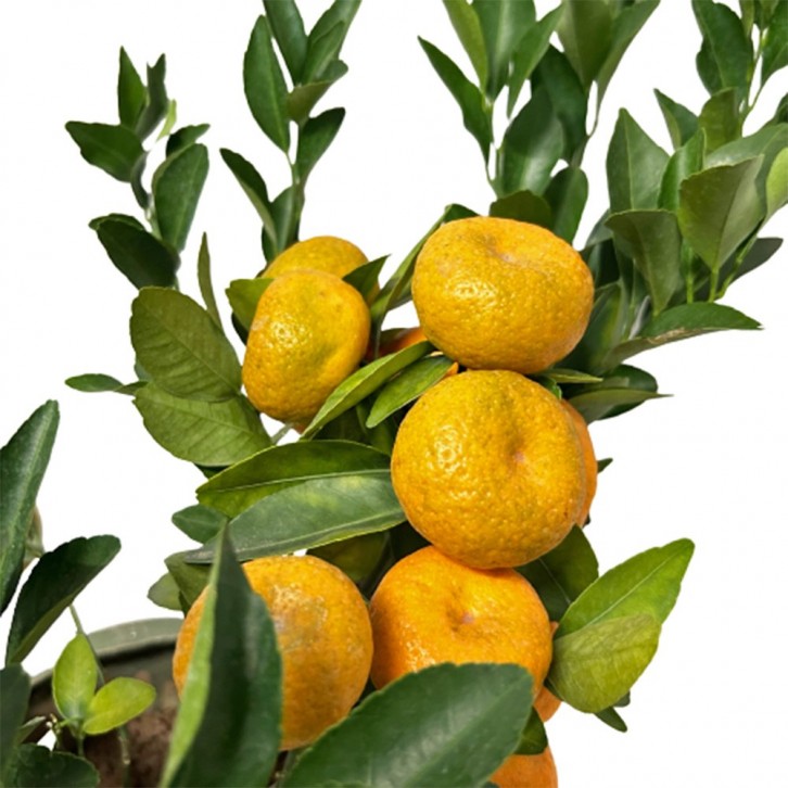 PREMIUM Mandarin Orange Tabletop 8" Pot 45cm(H) 朱砂橘