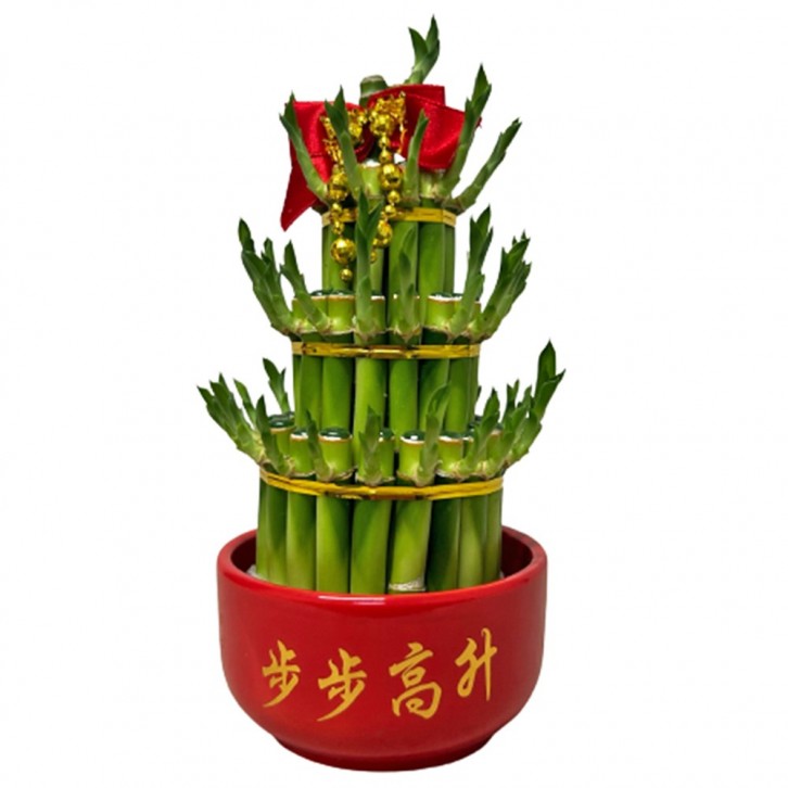 CNY Lucky Bamboo Arrangement 3L 富貴竹 (3272)