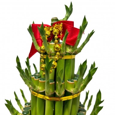 CNY Lucky Bamboo Arrangement 3L 富貴竹 (3272)