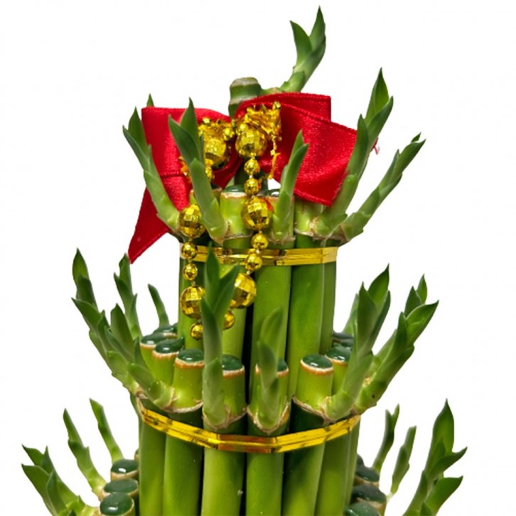 CNY Lucky Bamboo Arrangement 3L 富貴竹 (3272)