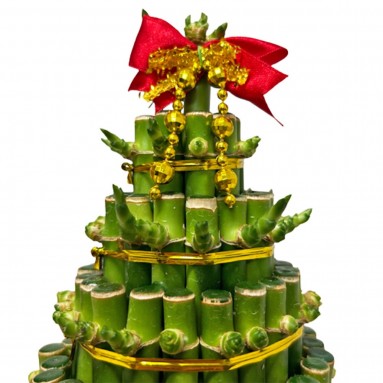 CNY Lucky Bamboo Arrangement 5S 富貴竹 (3651)