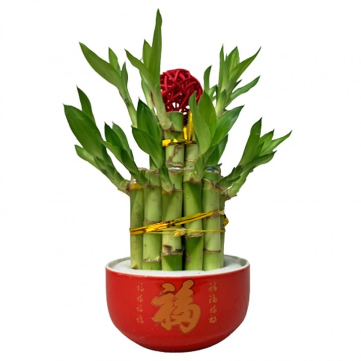 CNY Lucky Bamboo Arrangement 富貴竹 (3643)