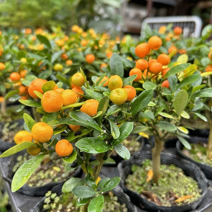 Fortunella Japonica (KinKan 金柑) in decorative pot (3642)