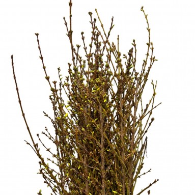 FreshCut Forsythia 迎春花