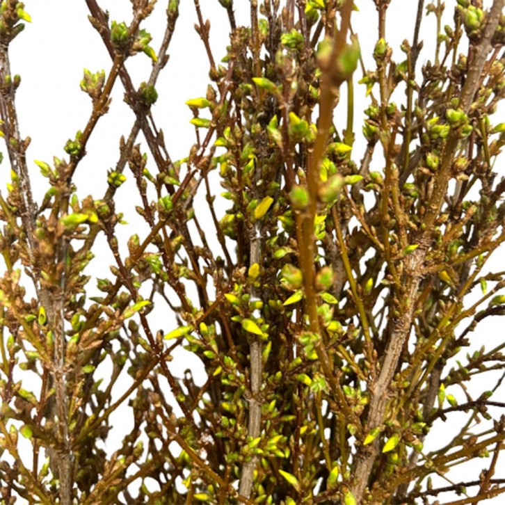 FreshCut Forsythia 迎春花 (HOLLAND)