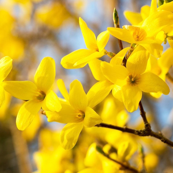 FreshCut Forsythia 迎春花