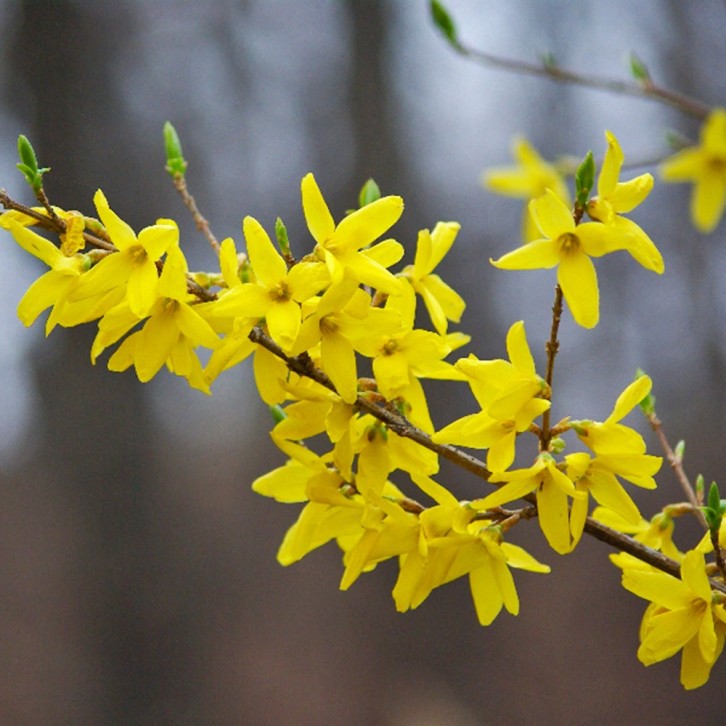 FreshCut Forsythia 迎春花 (HOLLAND)
