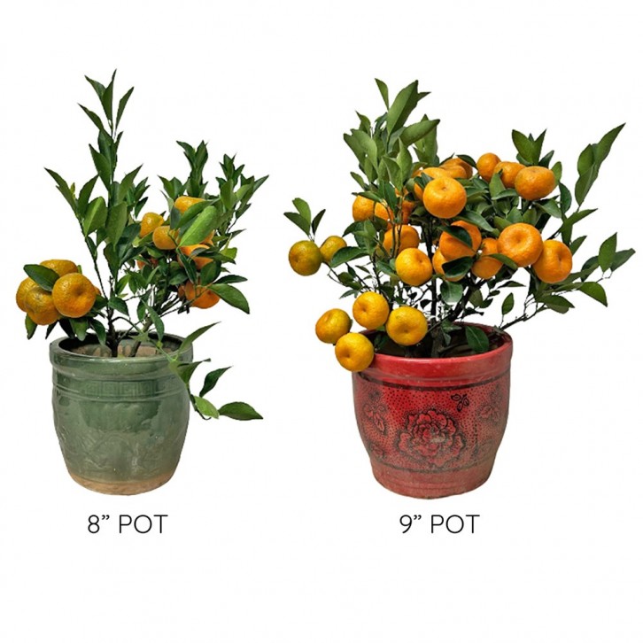 PREMIUM Mandarin Orange Tabletop 8" Pot 45cm(H) 朱砂橘