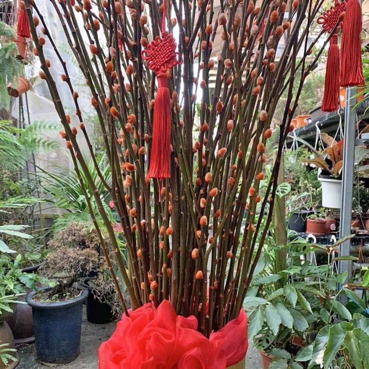 升官发财 Promotions and Wealth (Pussy willow arrangement)