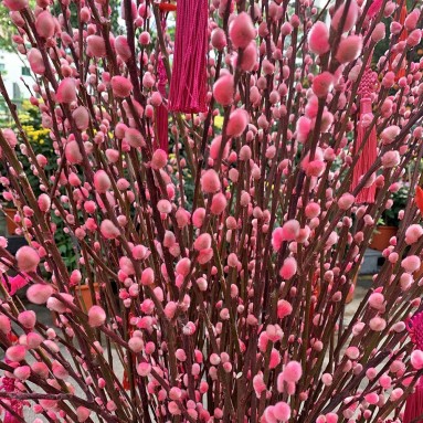 幸福永恆 Eternal Joy (Pussy Willow Arrangement)