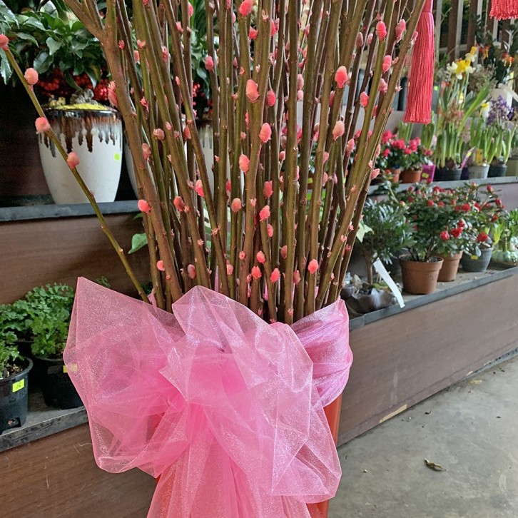 恭贺新年 A Happy New Year