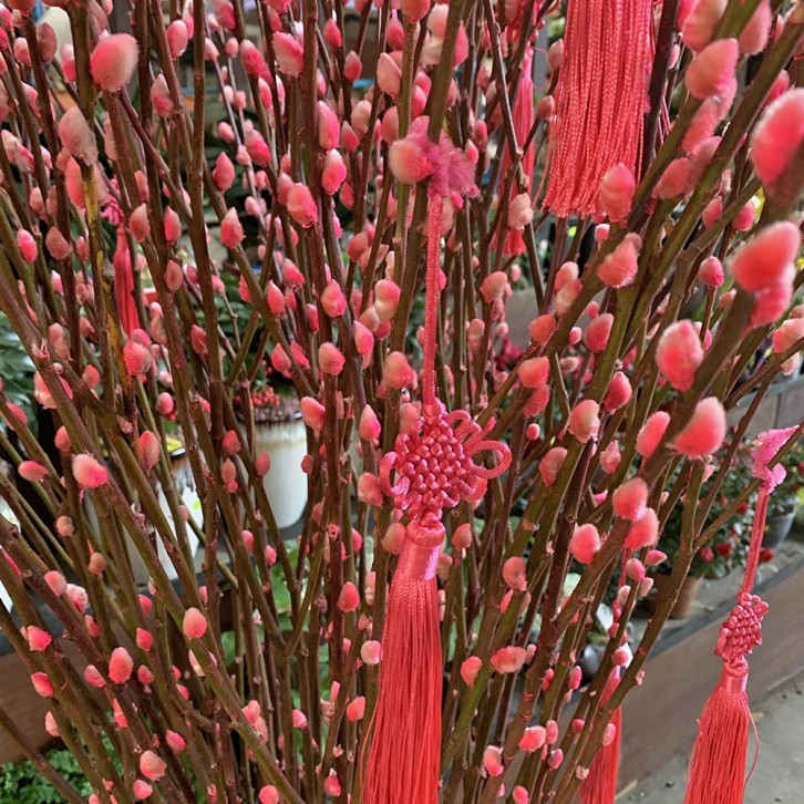 恭贺新年 A Happy New Year