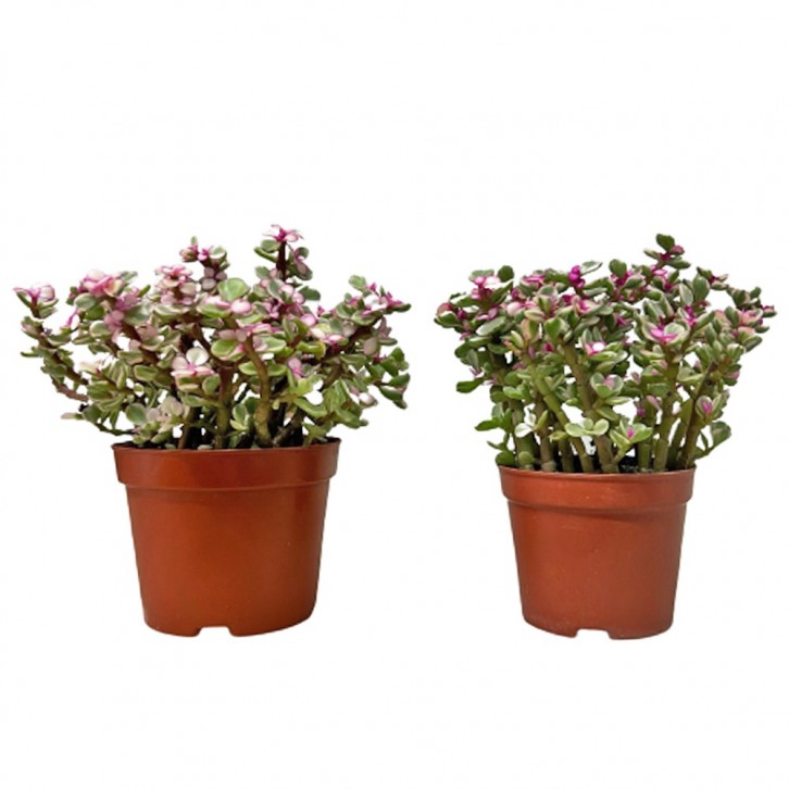 Crassula Marginata 景天树 Jade Plant