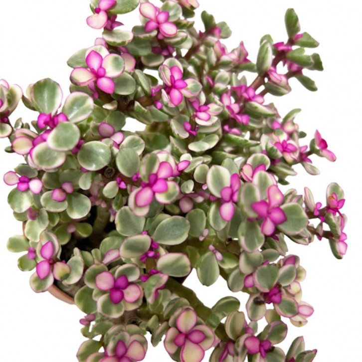 Crassula Marginata 景天树 Jade Plant