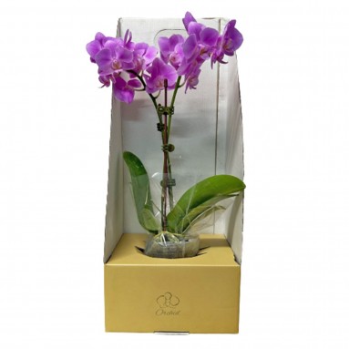 Phalaenopsis Orchid in a Gift Box 蝴蝶兰
