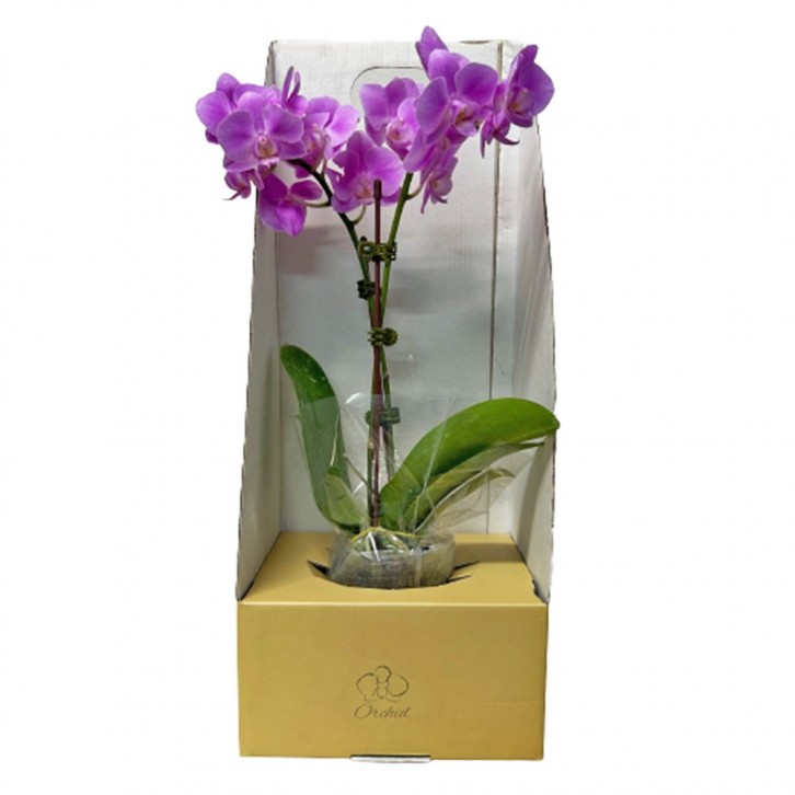 Phalaenopsis Orchid in a Gift Box 蝴蝶兰