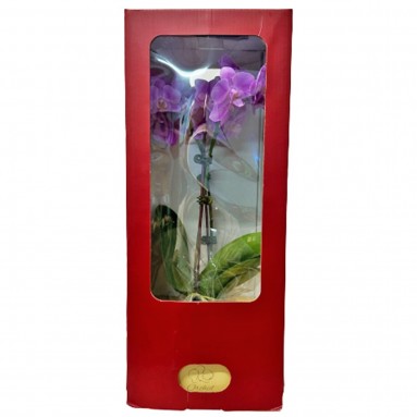 Phalaenopsis Orchid in a Gift Box 蝴蝶兰