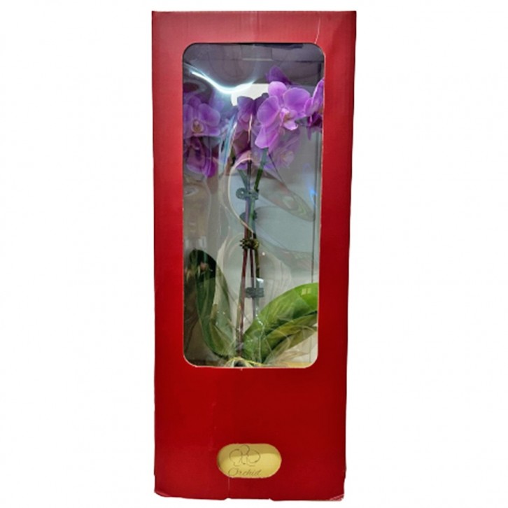 Phalaenopsis Orchid in a Gift Box 蝴蝶兰