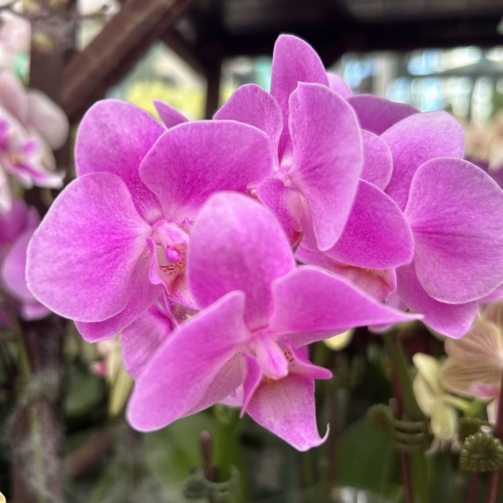 Phalaenopsis Orchid in a Gift Box 蝴蝶兰