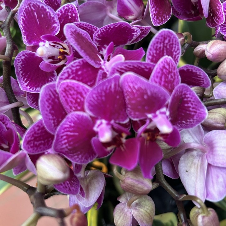 Phalaenopsis Orchid in a Gift Box 蝴蝶兰