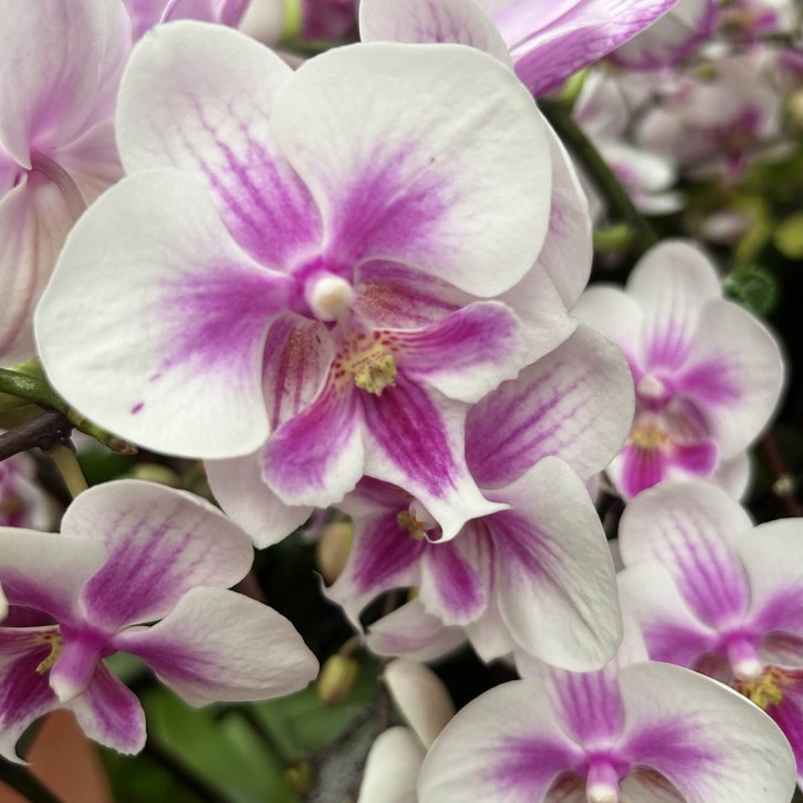 Phalaenopsis Orchid in a Gift Box 蝴蝶兰