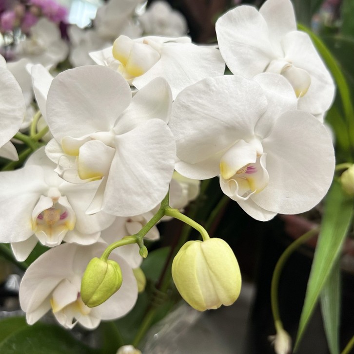 Phalaenopsis Orchid in a Gift Box 蝴蝶兰
