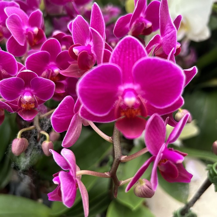 Phalaenopsis Orchid in a Gift Box 蝴蝶兰