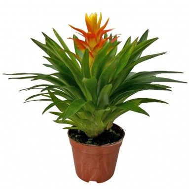 Mini Guzmania Lingulata (Pineapple Flowers)