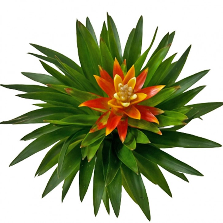 Mini Guzmania Lingulata (Pineapple Flowers)