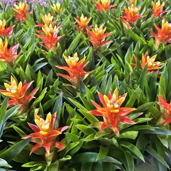 Mini Guzmania Lingulata (Pineapple Flowers)