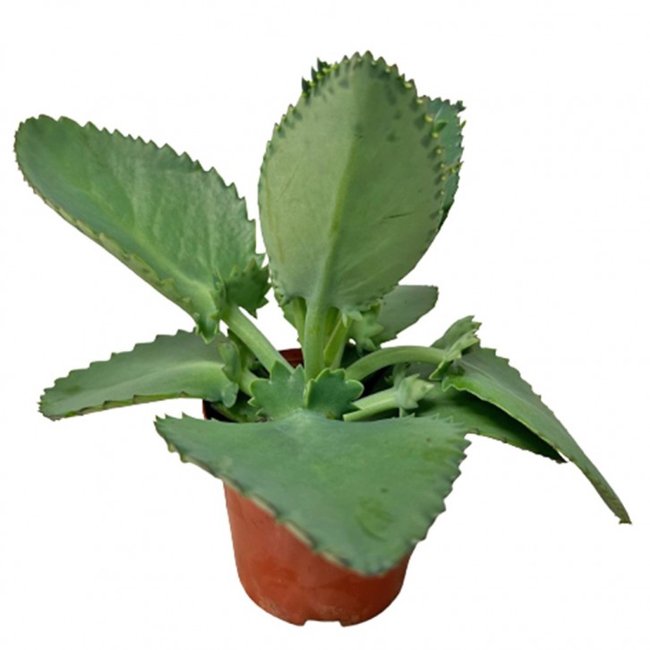 Bryophyllum Daigremontiana (Mother Of Thousands)