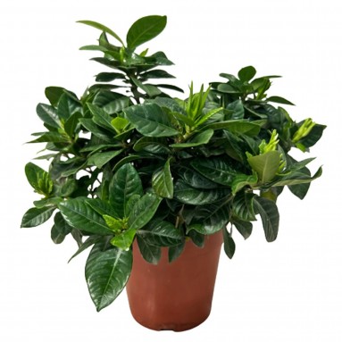 Gardenia Jasminoides (Cape Jasmine)