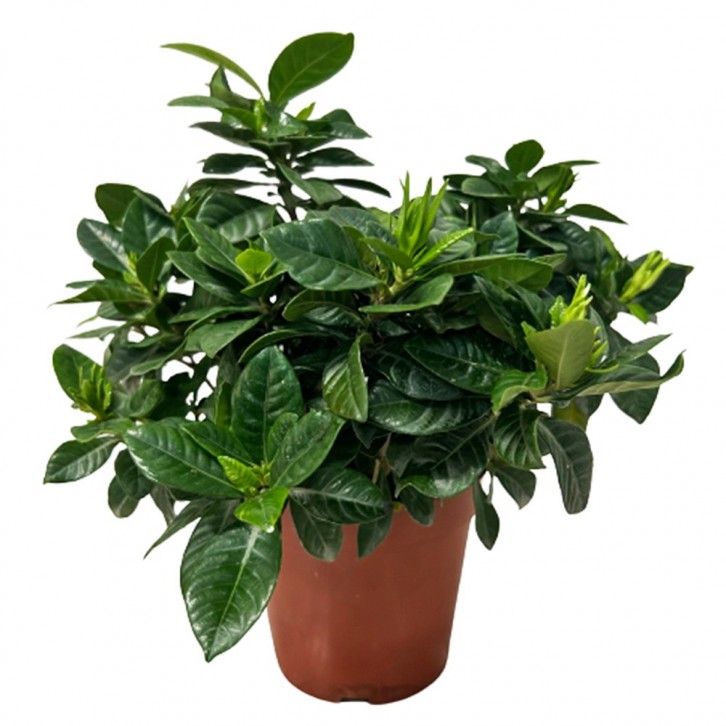 Gardenia Jasminoides (Cape Jasmine)
