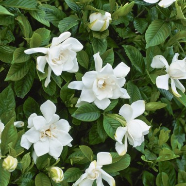 Gardenia Jasminoides (Cape Jasmine)