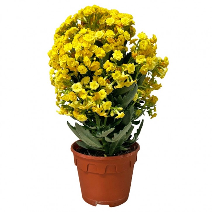 Kalanchoe - Yellow 长寿花