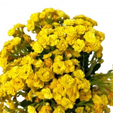 Kalanchoe - Yellow 长寿花