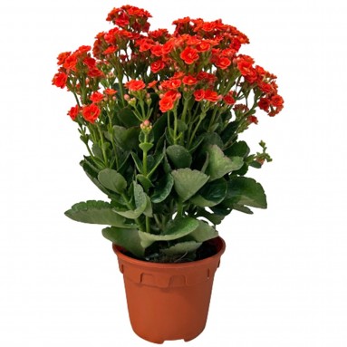 Kalanchoe - RED 万紫千红