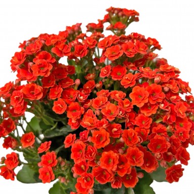 Kalanchoe - RED 万紫千红