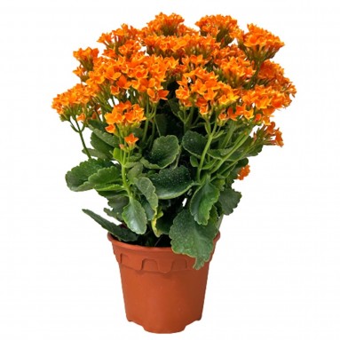Kalanchoe - ORANGE 长寿花