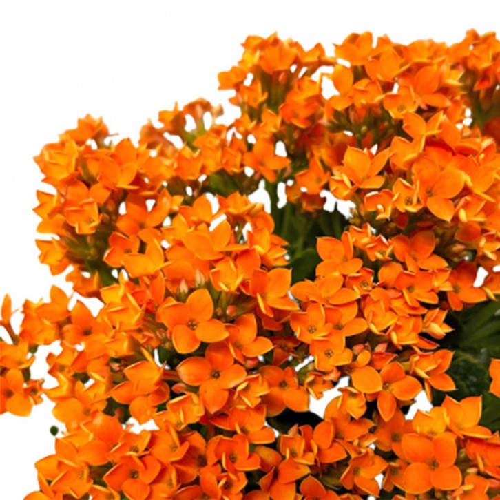 Kalanchoe - ORANGE 长寿花