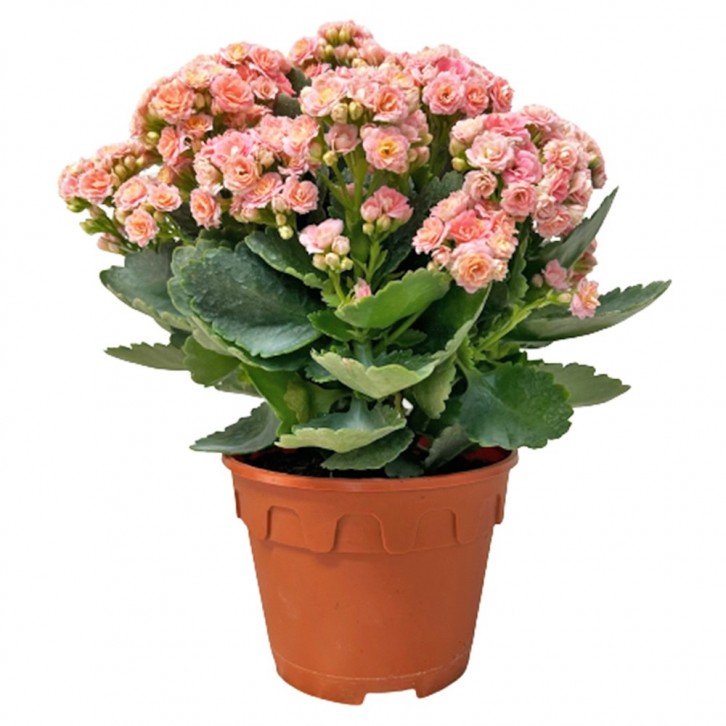 Kalanchoe - PINK 长寿花