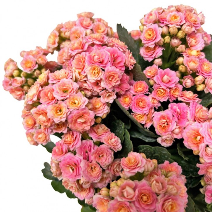 Kalanchoe - PINK 长寿花