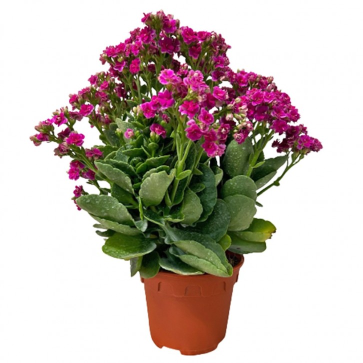 Kalanchoe - SHOCKING PINK 长寿花