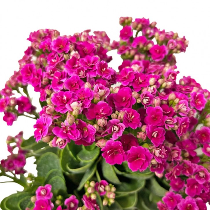 Kalanchoe - SHOCKING PINK 长寿花