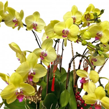 CNY Phalaenopsis 蘭花 Orchid Centrepiece (3676)