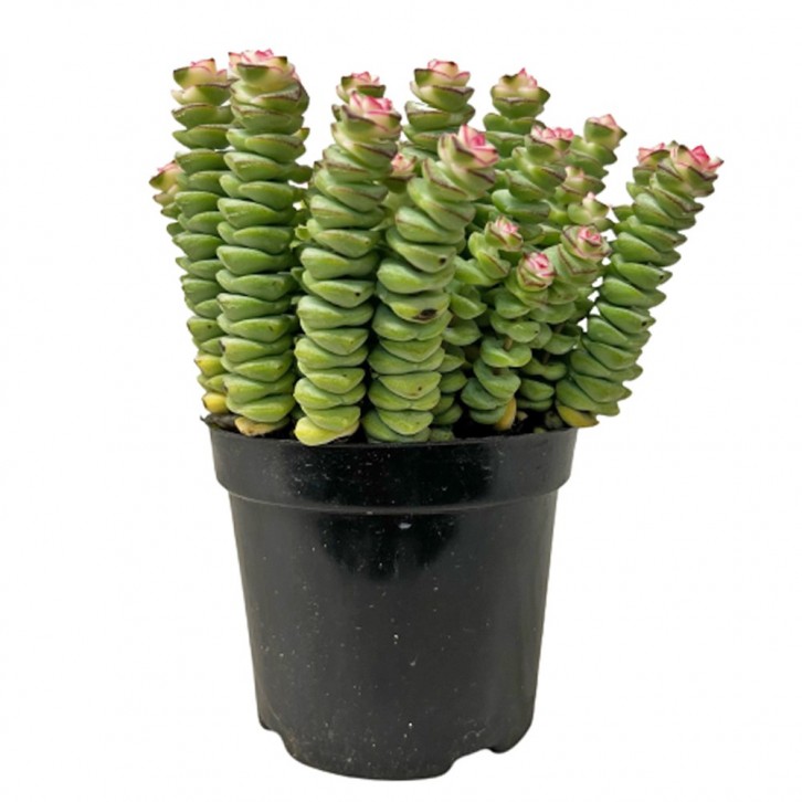 Crassula Perforata (String of Buttons)