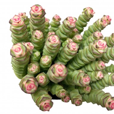 Crassula Perforata (String of Buttons)
